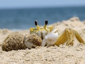 Backbay National Wildlife Refuge