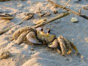 Backbay National Wildlife Refuge