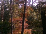 Edgewater picnic area, Beaumont unit, Big Thicket National Preserve