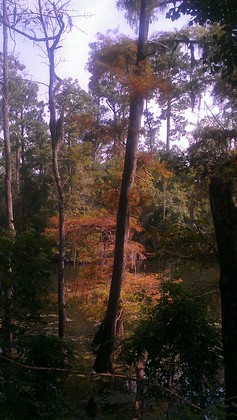 Edgewater picnic area, Beaumont unit, Big Thicket National Preserve