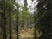 Denali National Park