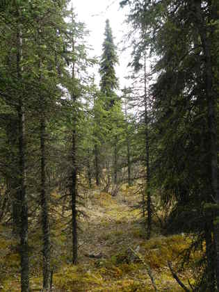 Denali National Park