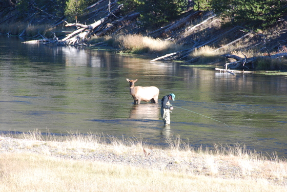 Yellowstone