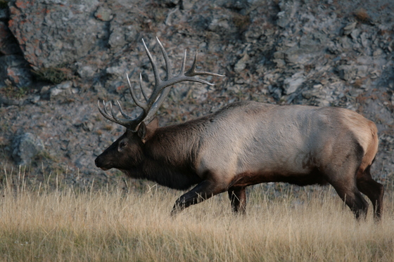 Yellowstone National Park