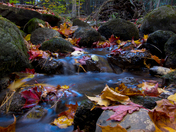 Fall Stream