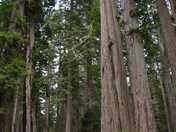 Redwood National Park