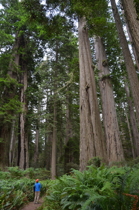 Redwood National Park