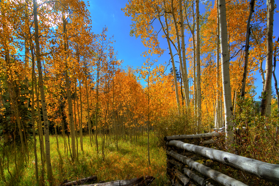 Autumn Colors