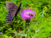 Jefferson National Forest / Mount Rogers NRA