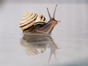 Snail reflection