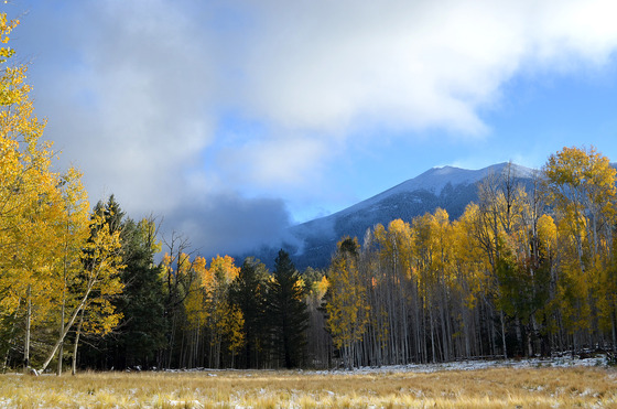 Coconino National Forest