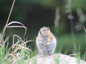 Pike National Forest