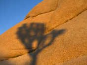 joshua tree national park
