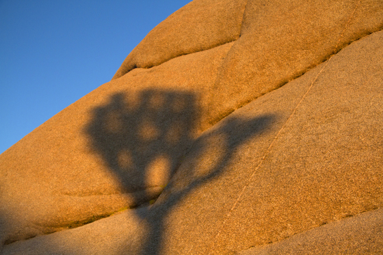 joshua tree national park