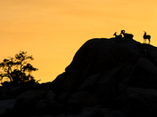 Joshua Tree National Park