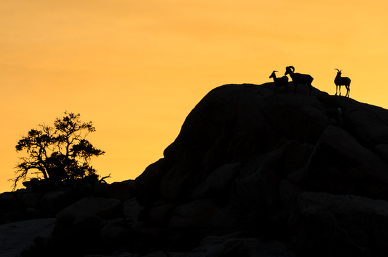 Joshua Tree National Park
