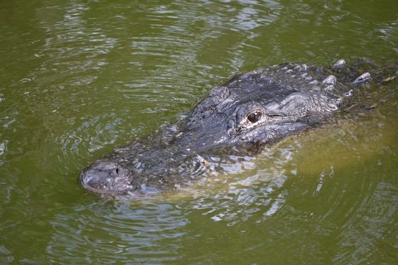 Everglades National Park