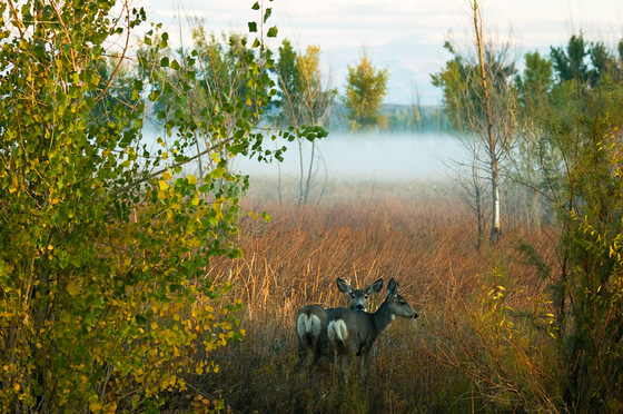 Ouray National Wildlife Refuge