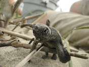 Cape Romain National Wildlife Refuge