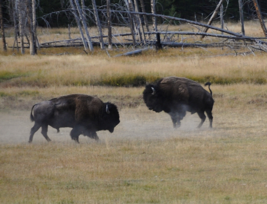 Yellowstone national Park