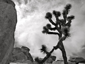 Joshua Tree National Park
