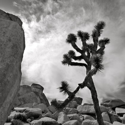 Joshua Tree National Park