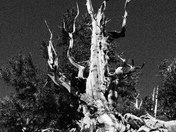 Inyo National Forest