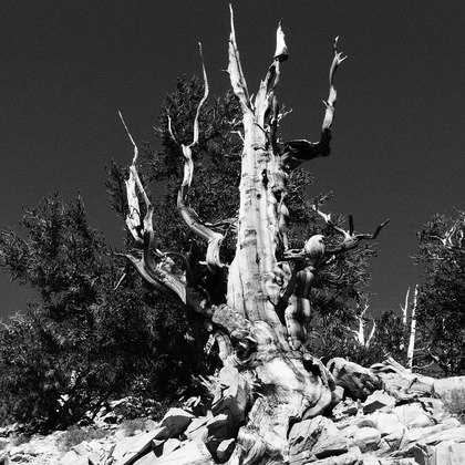 Inyo National Forest