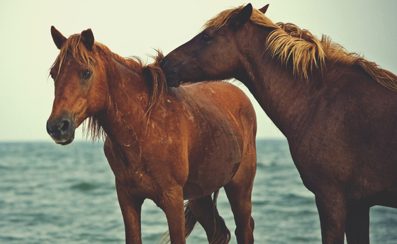 Island Ponies