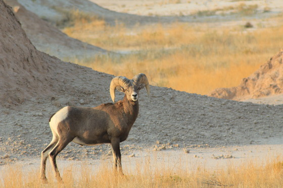 Badlands National Park