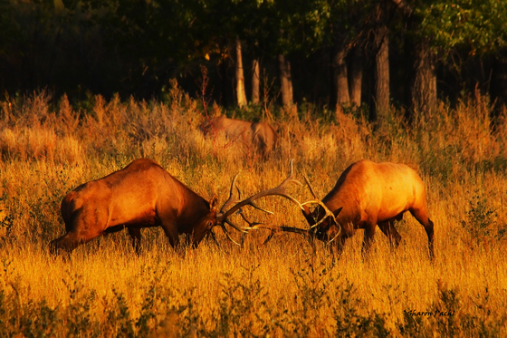 Charles M. Russell Wildlife Refuge