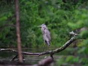 Delaware Water Gap National Recreation Area