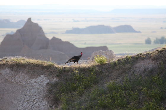 Badlands National park