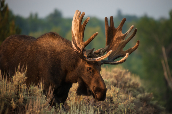 Grand Teton National Park