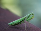 Praying Mantis