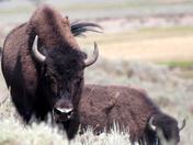 Yellow Stone National Park