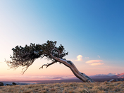 Bristlecone Pine Scenic Area