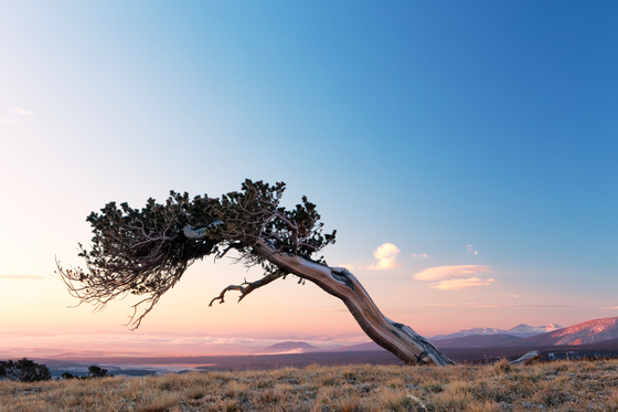 Bristlecone Pine Scenic Area