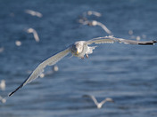 Looking For A Handout