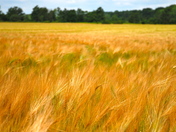 Golden Field