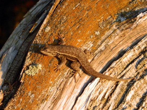 El Malpais National Conservation Area