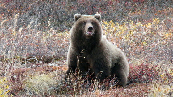 Denali National Park Alaska
