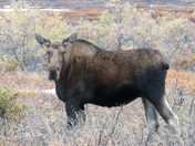 Denali National Park Alaska