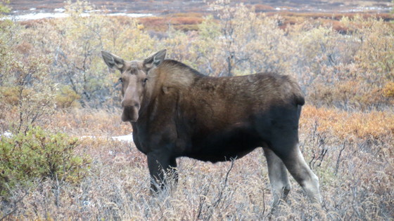 Denali National Park Alaska