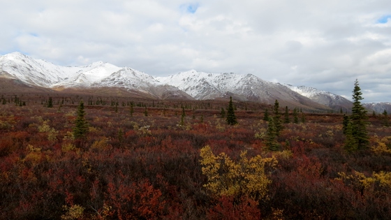 Denali National Park