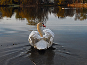 Swan Family-02