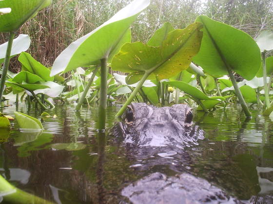 Everglades