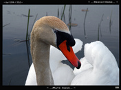 Swan Family-02