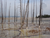 Yellow Stone National Park