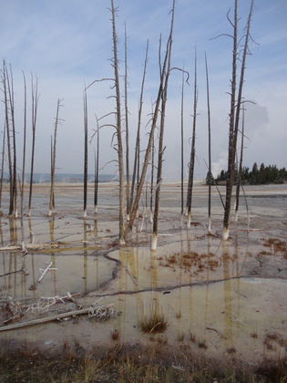 Yellow Stone National Park